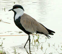 Spur-winged Lapwing