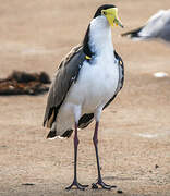 Masked Lapwing