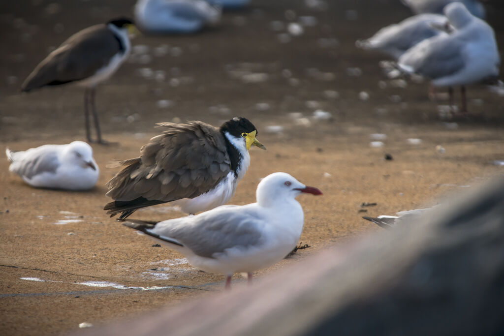 Masked Lapwing