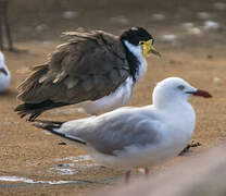 Masked Lapwing