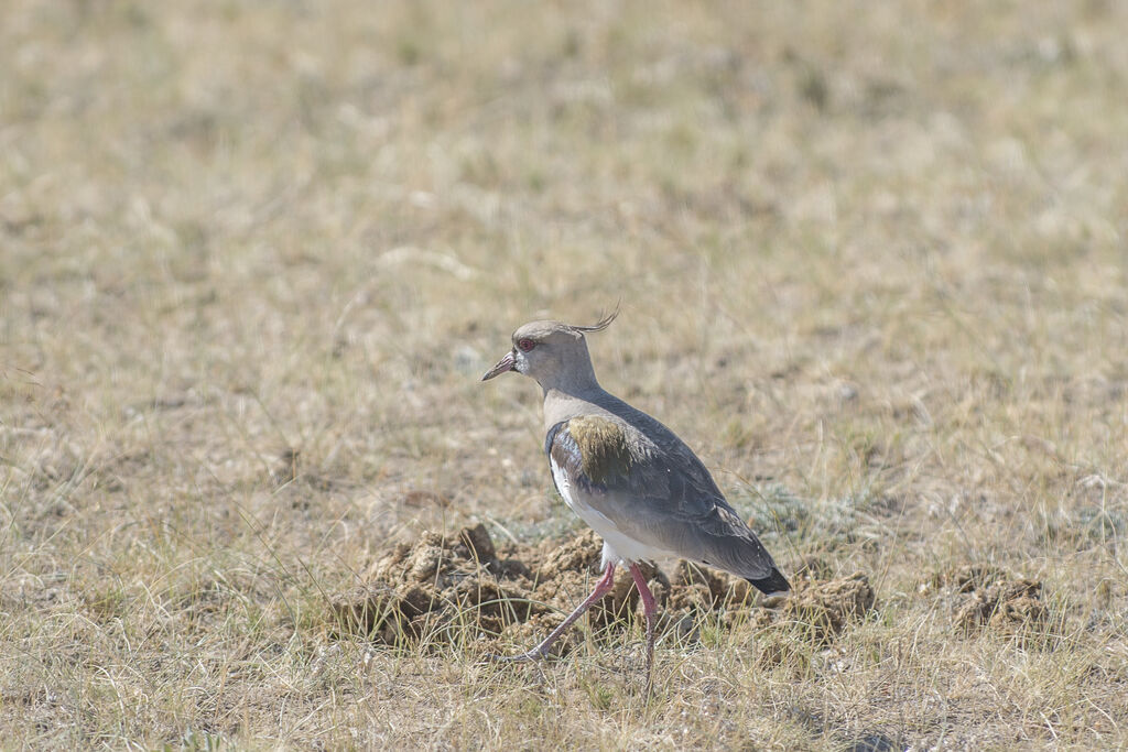 Southern Lapwing