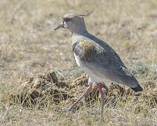 Southern Lapwing