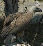 White-backed Vulture