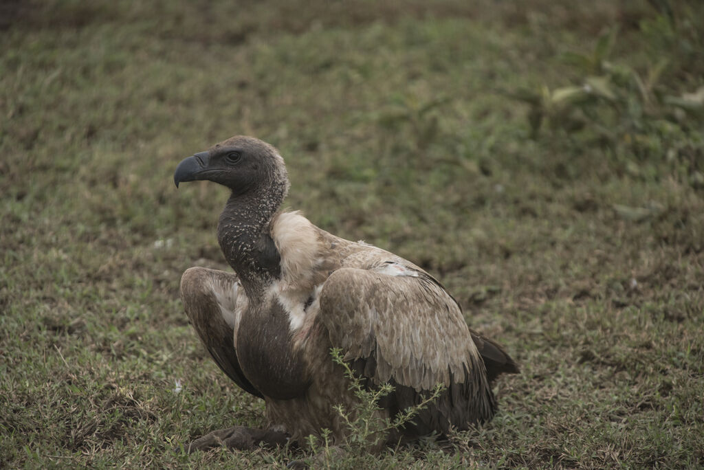 White-backed Vulture