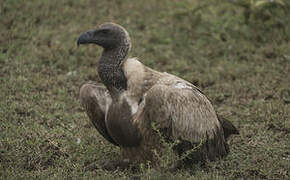 White-backed Vulture