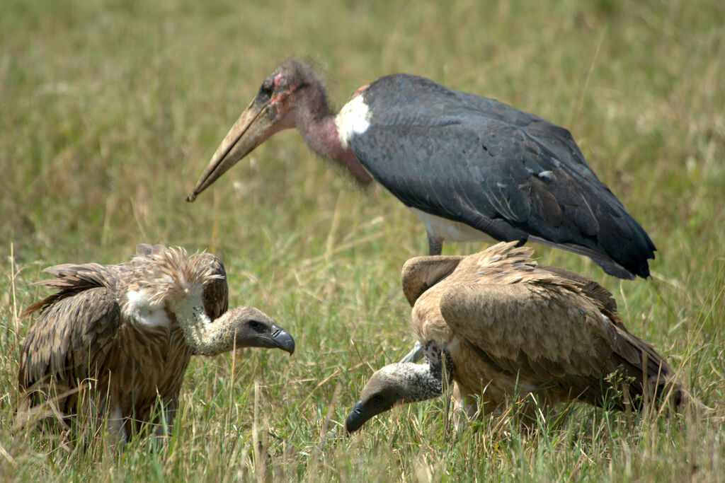 White-backed Vulture