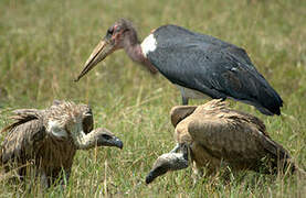 White-backed Vulture