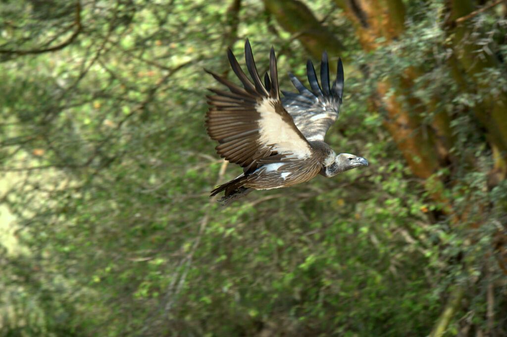 White-backed Vulture