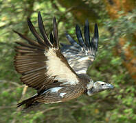 White-backed Vulture