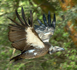 Vautour africain