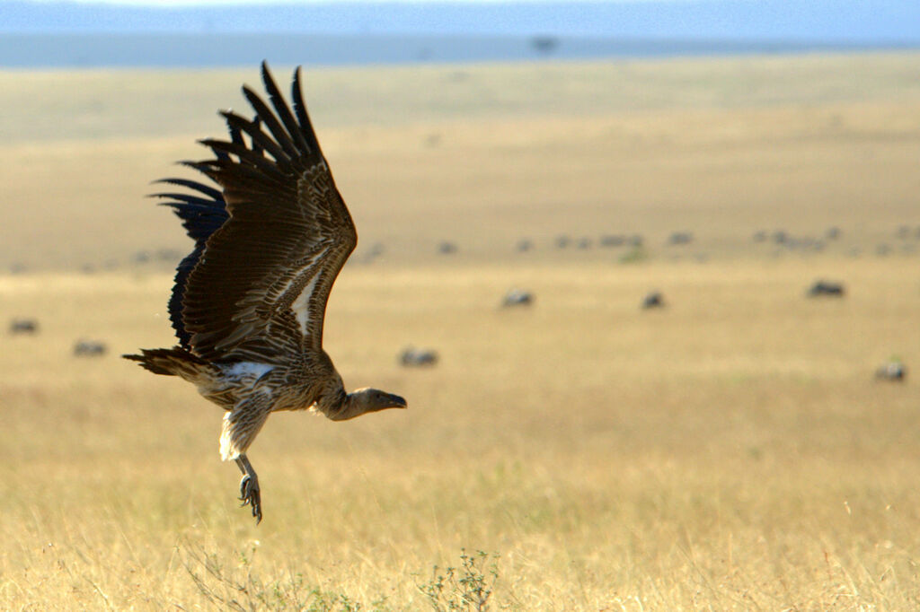 White-backed Vulture