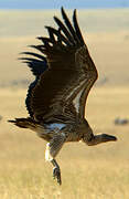 White-backed Vulture