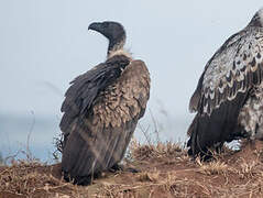 White-backed Vulture