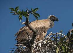 White-backed Vulture