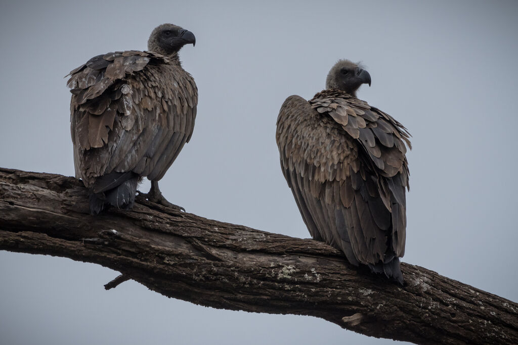 White-backed Vulture