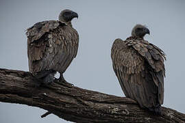 White-backed Vulture