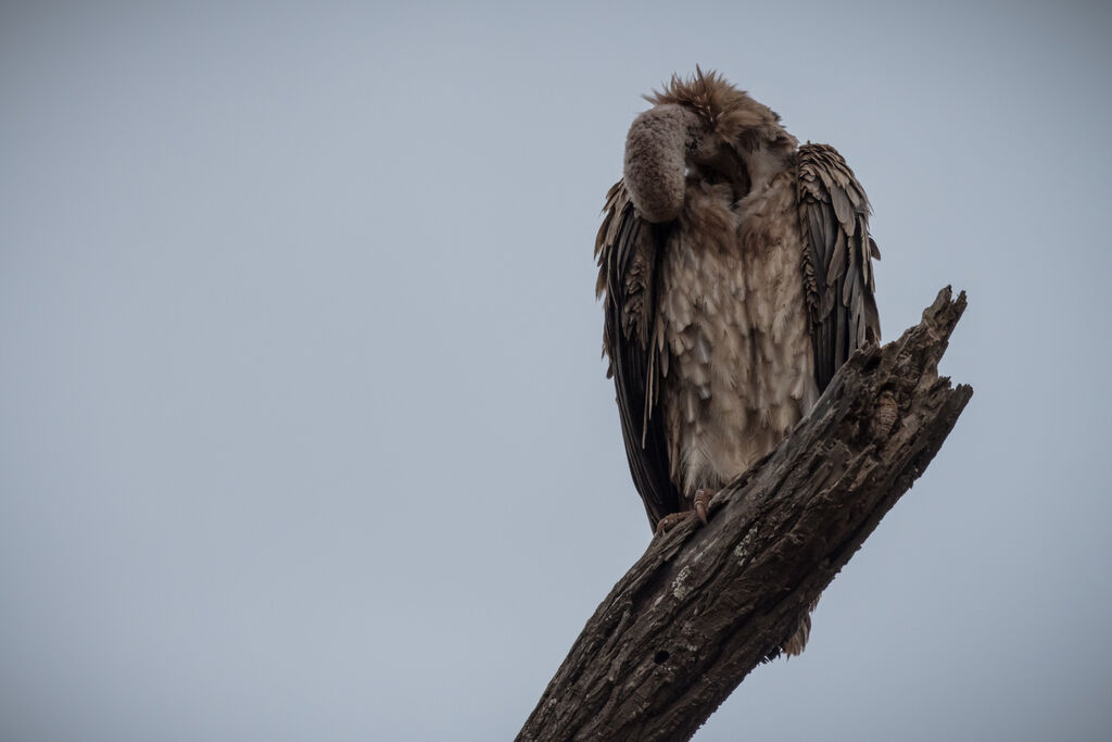 White-backed Vulture