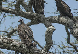 Hooded Vulture