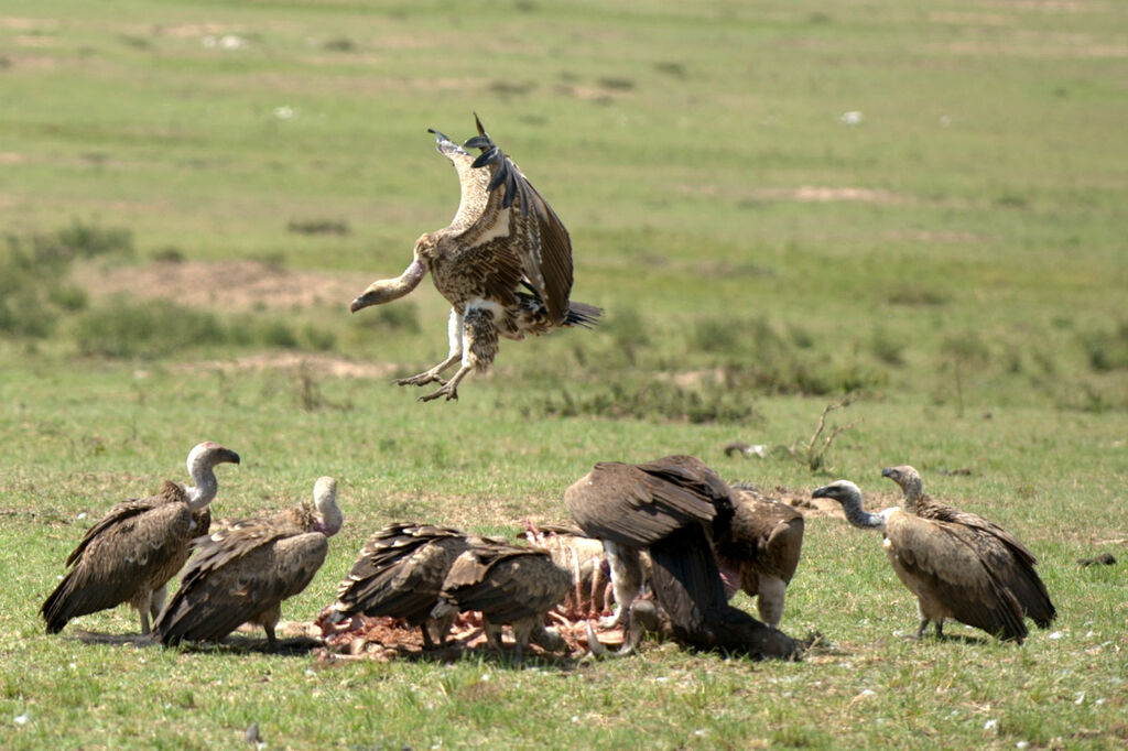 Rüppell's Vulture