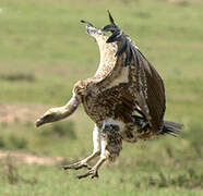 Rüppell's Vulture