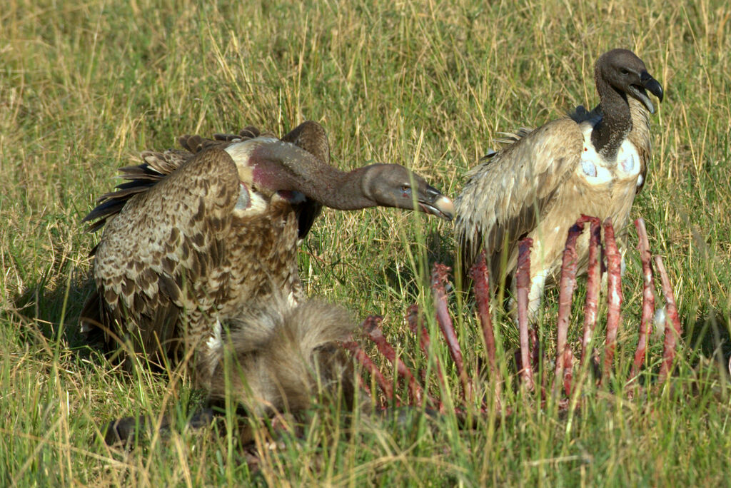 Rüppell's Vulture