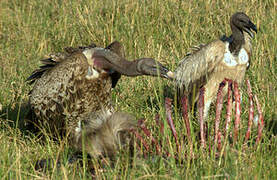 Rüppell's Vulture