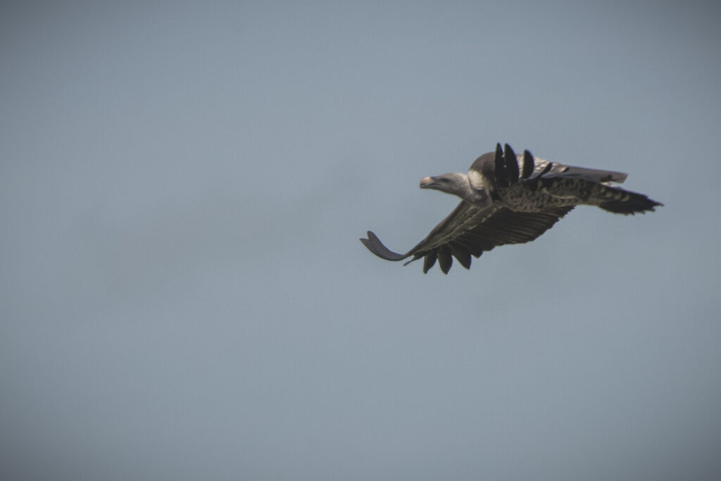 Rüppell's Vulture