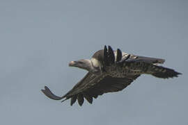 Rüppell's Vulture