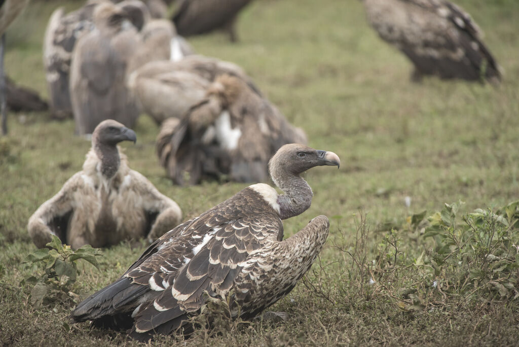 Rüppell's Vulture