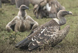 Rüppell's Vulture