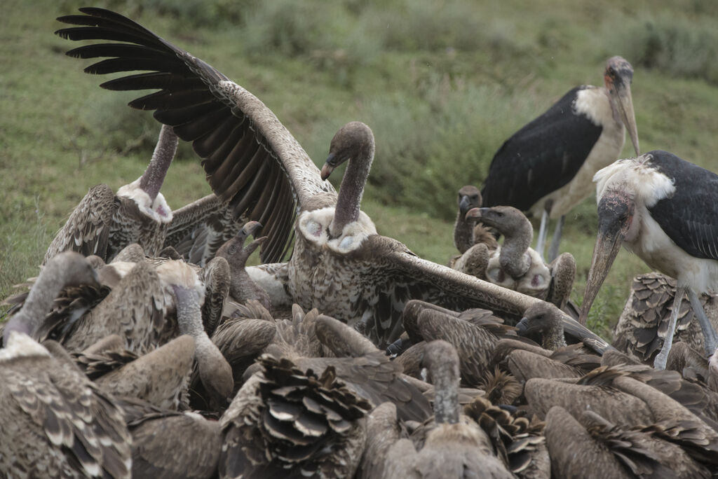 Rüppell's Vulture