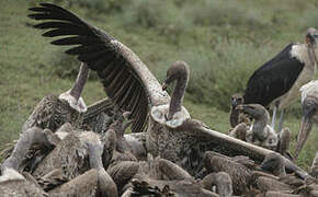 Rüppell's Vulture