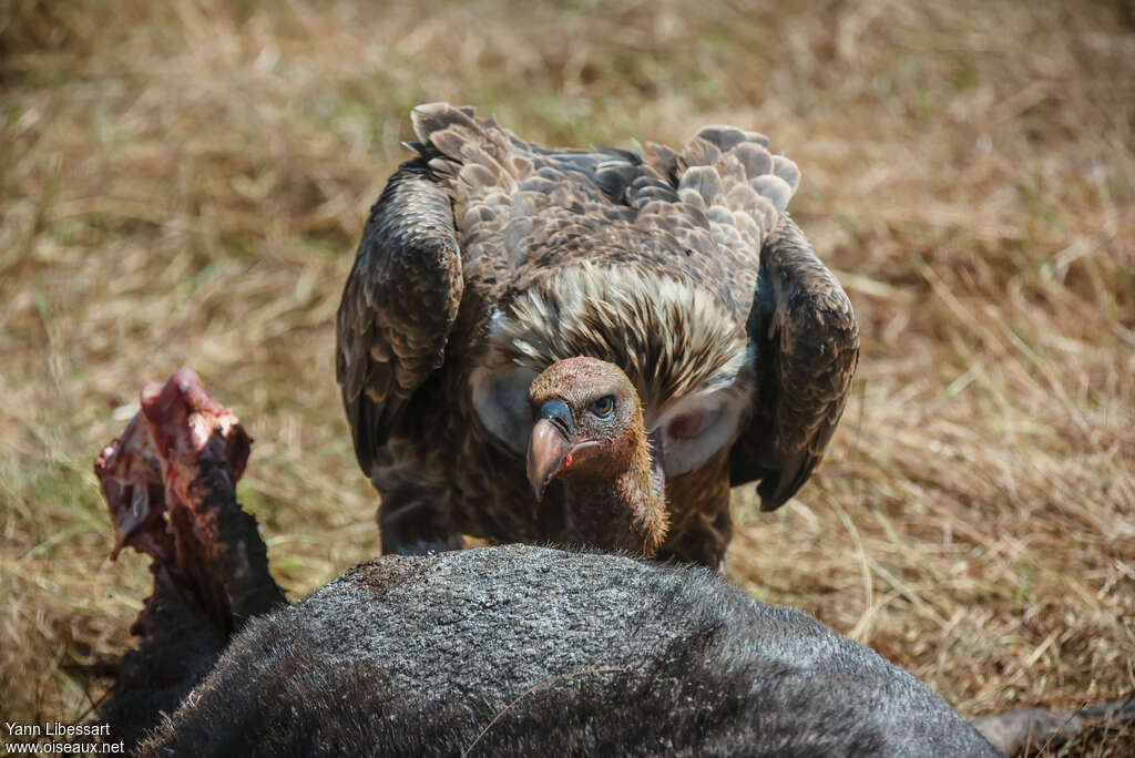 Rüppell's Vultureimmature, feeding habits