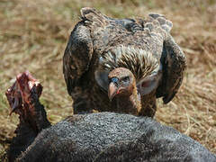 Rüppell's Vulture