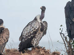 Rüppell's Vulture