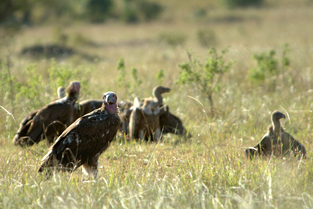 Lappet-faced Vulture