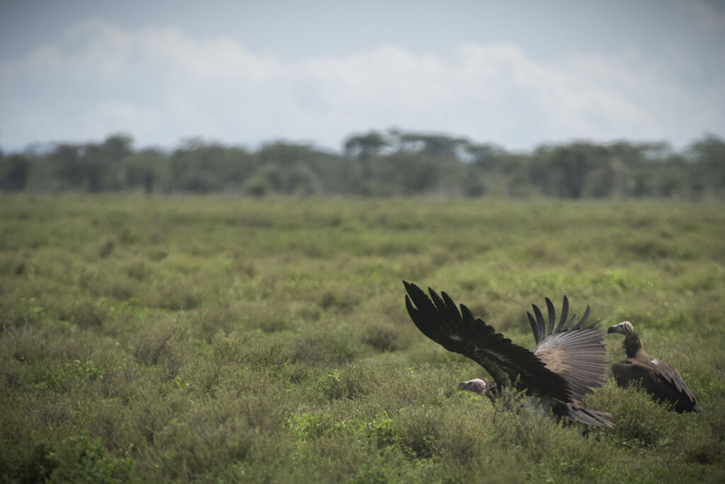 Lappet-faced Vulture