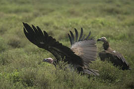 Lappet-faced Vulture