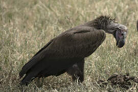 Lappet-faced Vulture