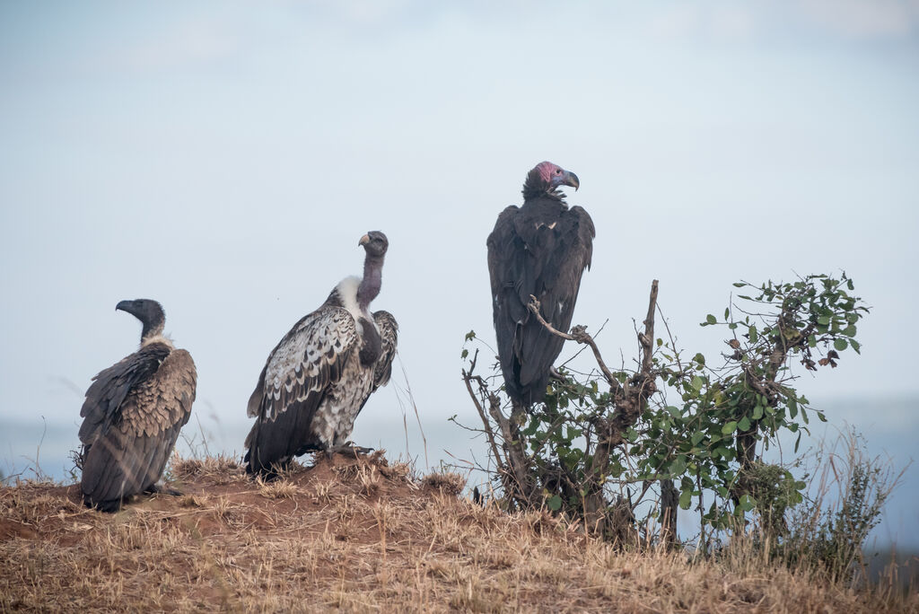 Lappet-faced Vulture