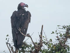 Lappet-faced Vulture