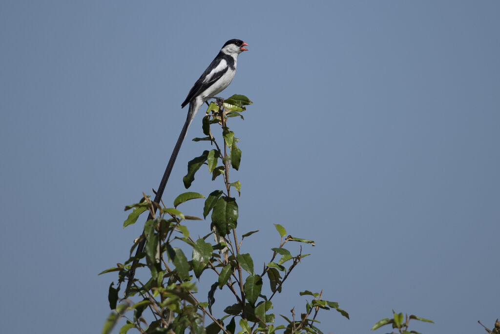 Pin-tailed Whydah