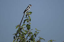 Pin-tailed Whydah