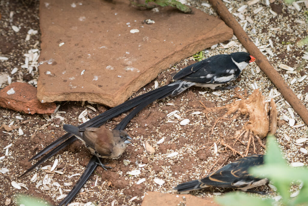 Pin-tailed Whydah