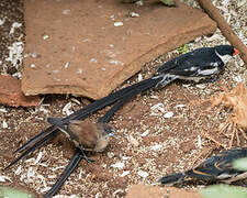 Pin-tailed Whydah