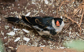 Pin-tailed Whydah