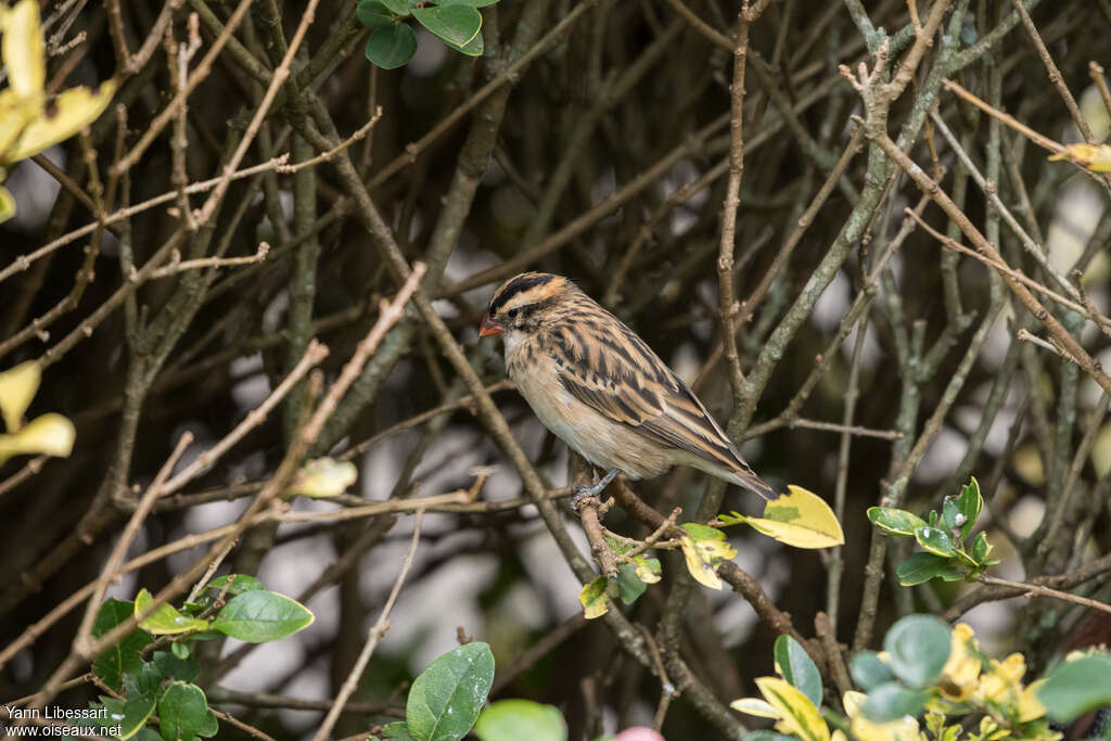 Pin-tailed Whydah female adult post breeding, identification