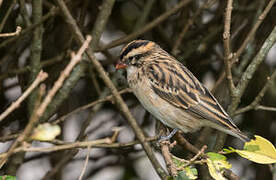 Pin-tailed Whydah