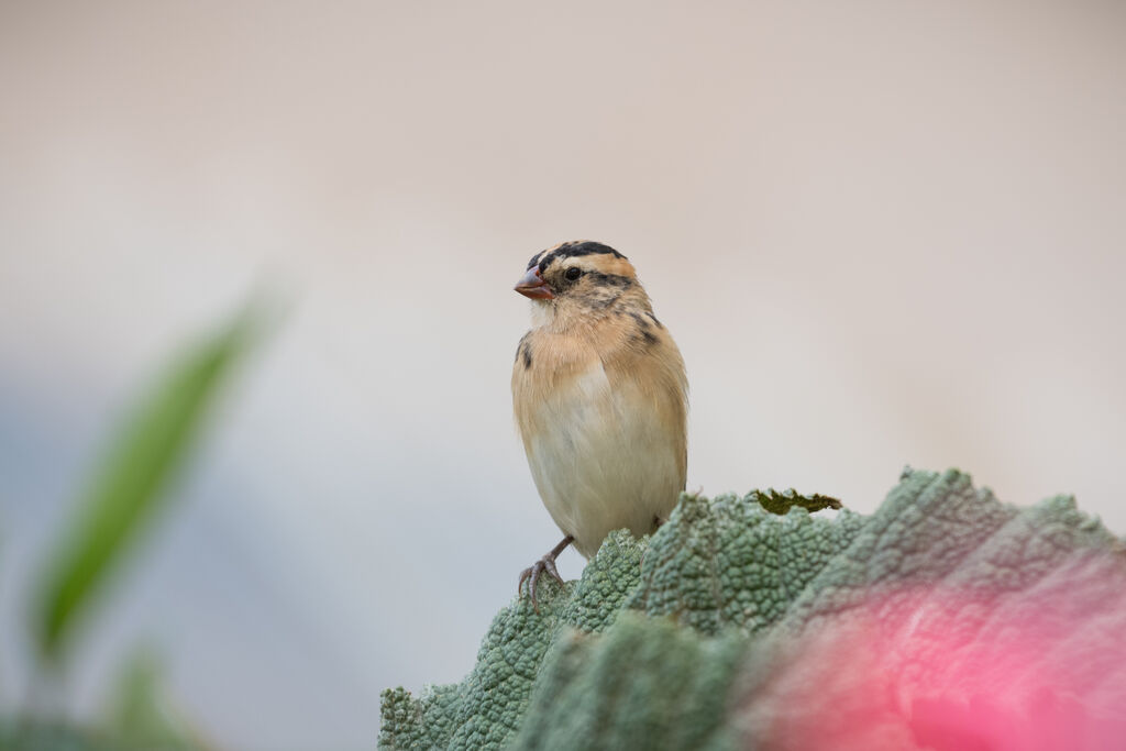 Pin-tailed Whydah