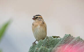 Pin-tailed Whydah